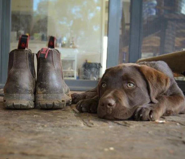 Redback Boots | Durable Australian Work Boots | The Boot Company Bristol